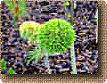 dwarf conifer arovnk